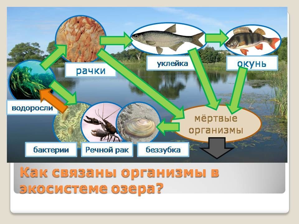 Нарисуй схему круговорота веществ в сообществе водоема